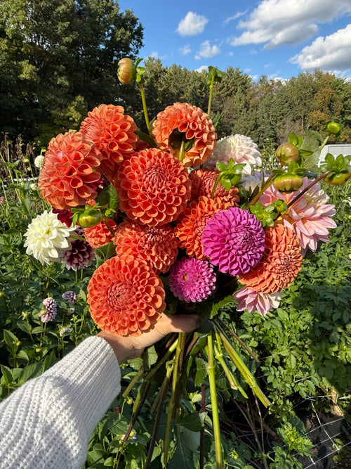 Bucket of Blooms