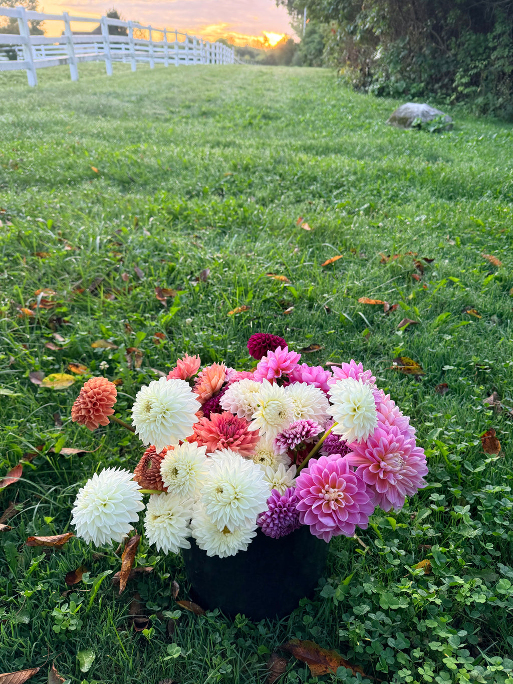 Bucket of Blooms