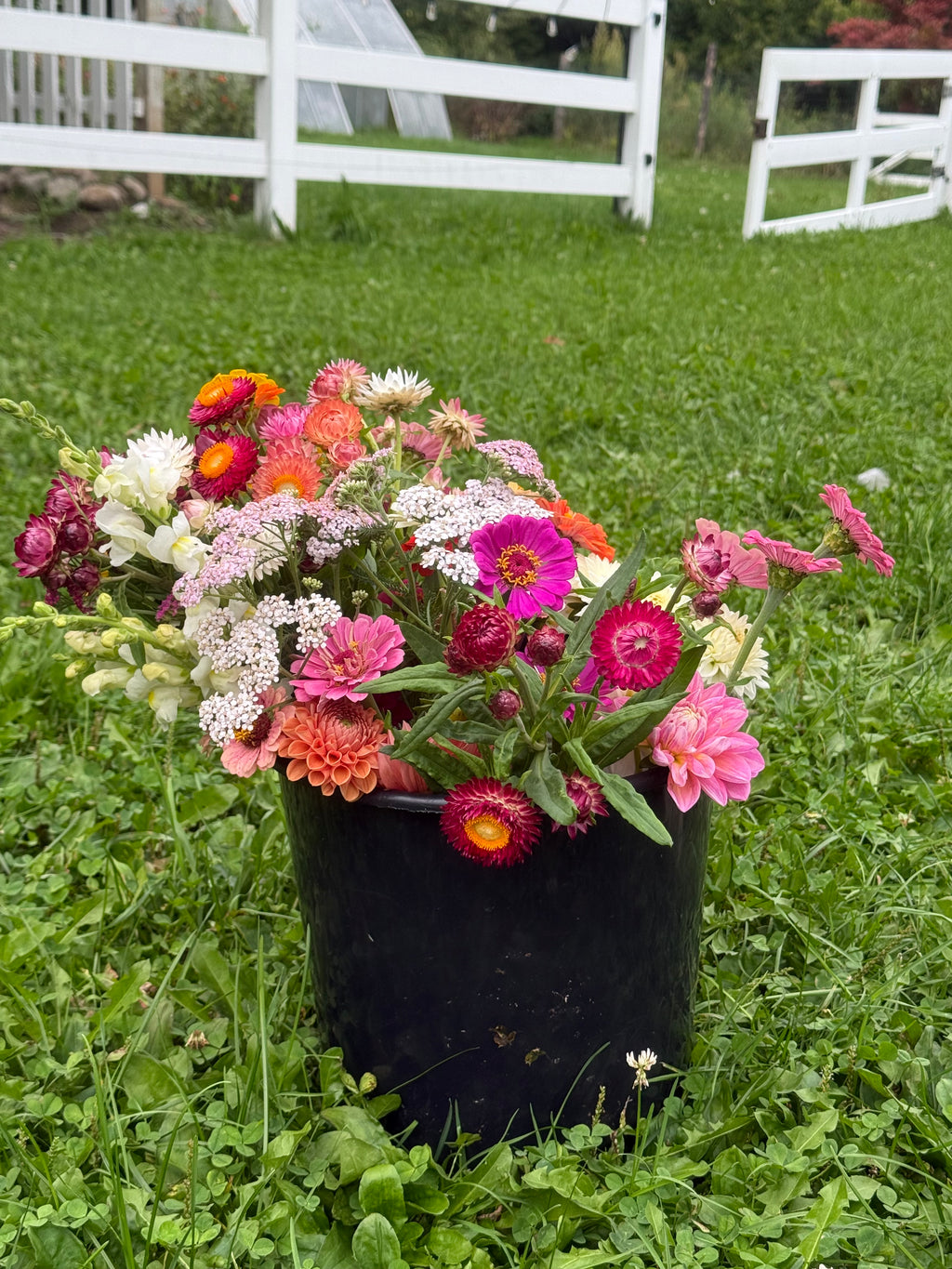 Bucket of Blooms