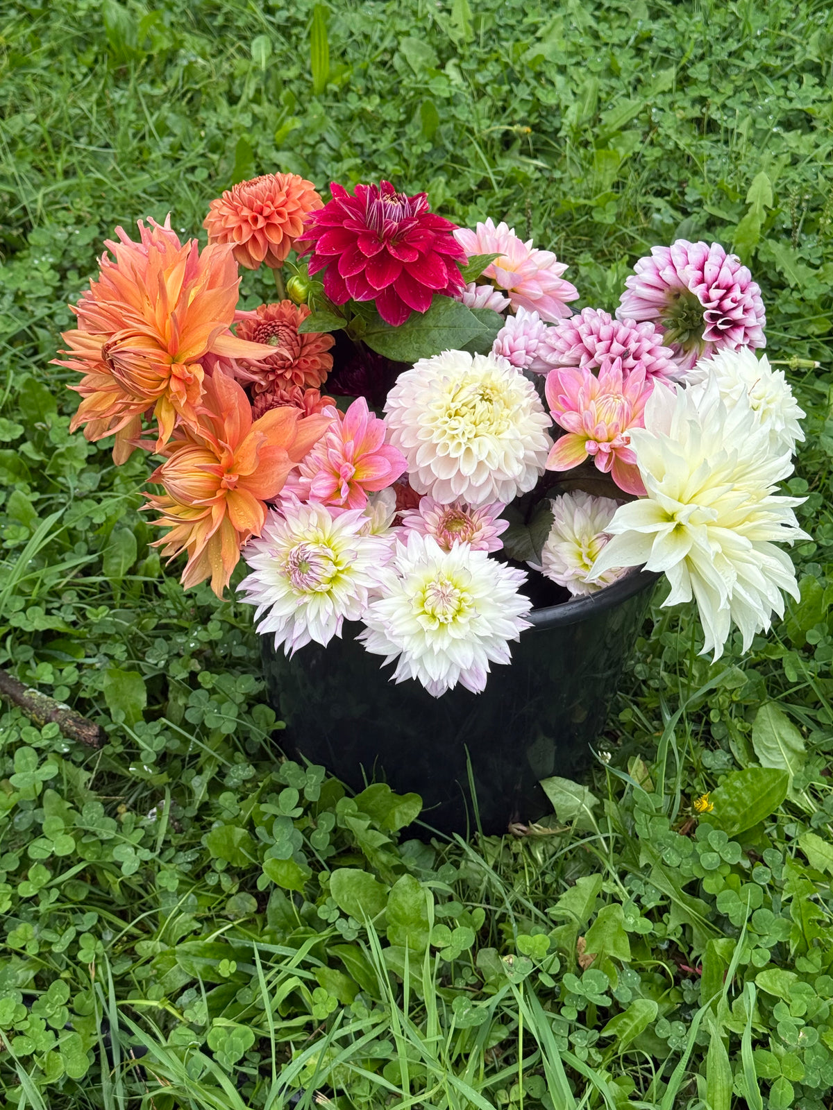 Bucket of Blooms