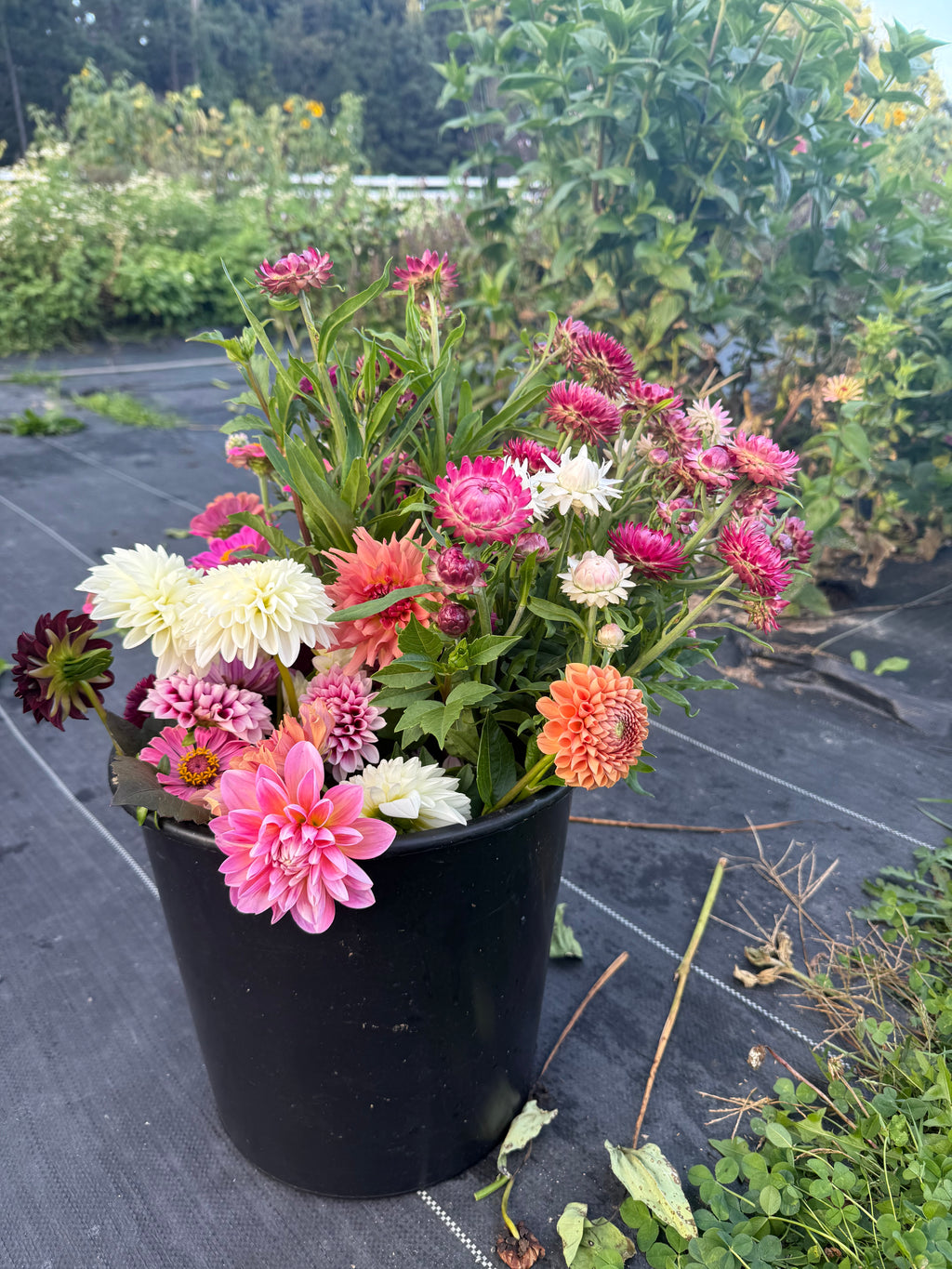 Bucket of Blooms