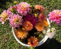 Bucket of Blooms