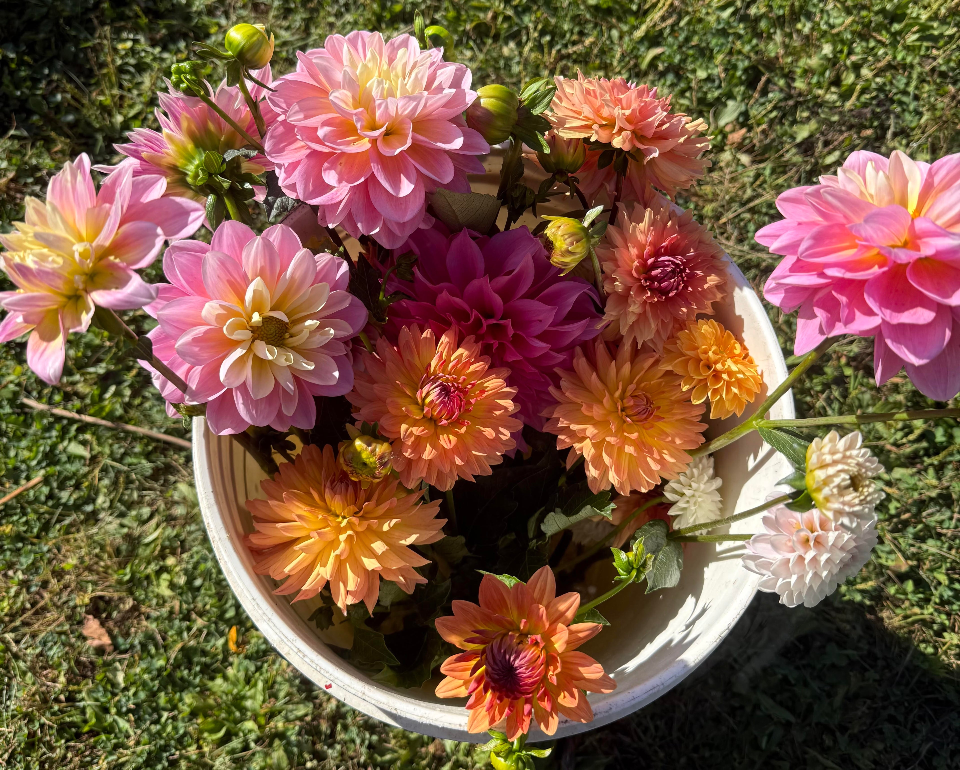 Bucket of Blooms