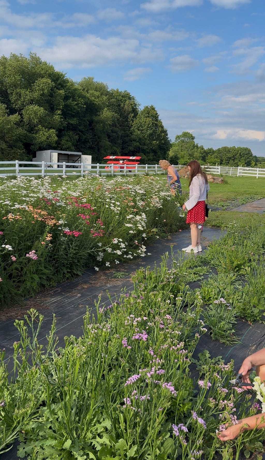 🌸✨ U-Pick Flower Experience ✨🌸 Tuesday, August 4th 7:00pm