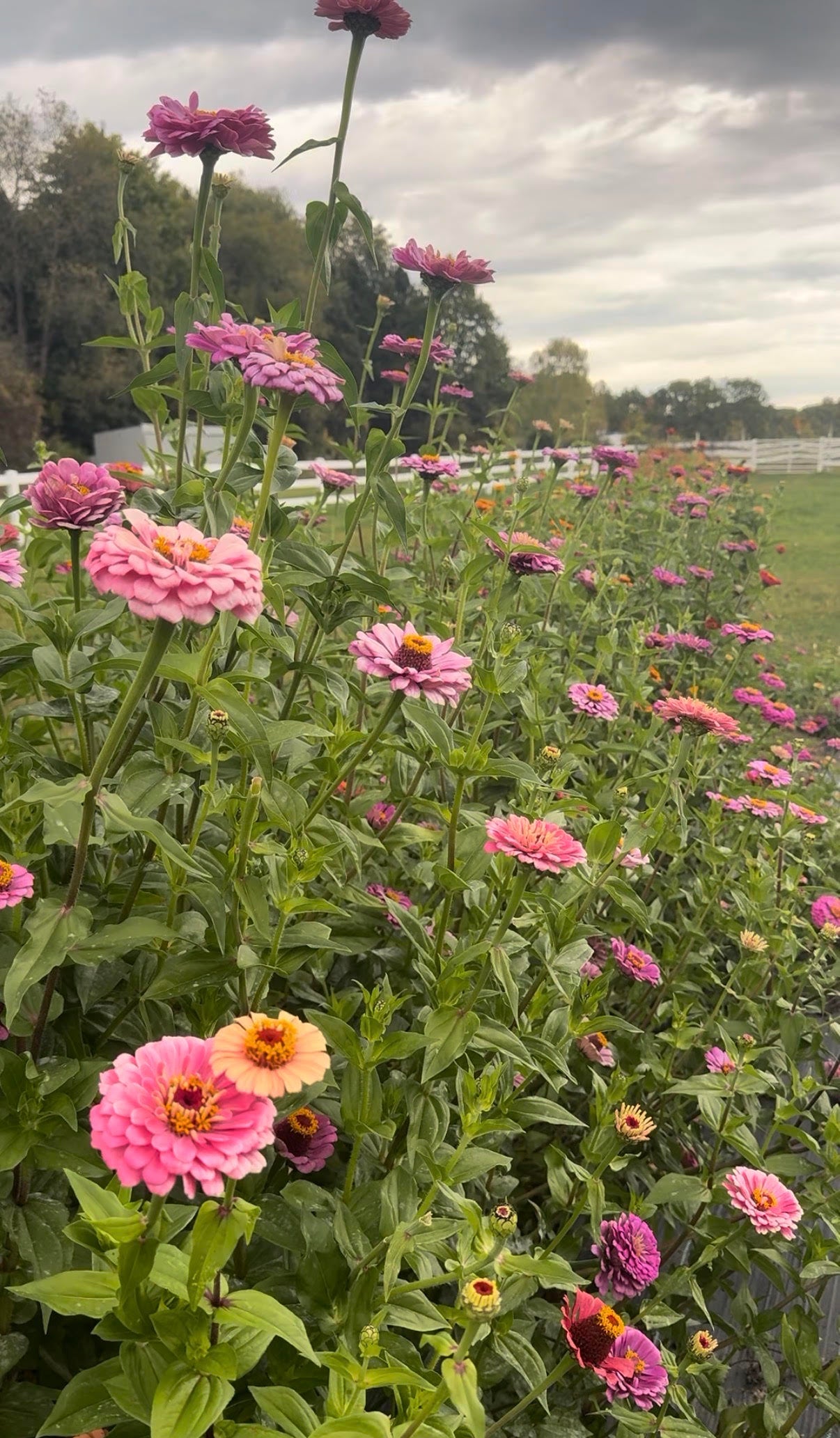 U-Pick ~Summer dates to be determined